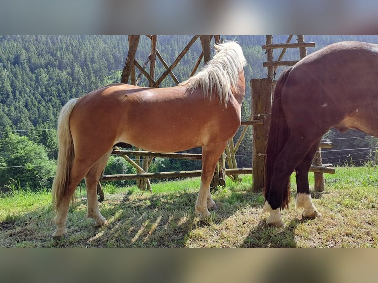 Haflinger / Avelignese Castrone 3 Anni 146 cm Sauro in Schaueregg