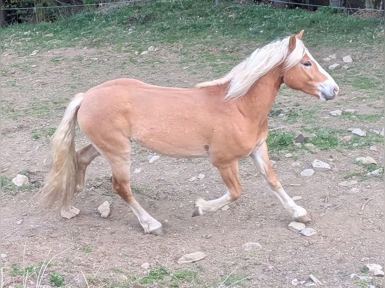 Haflinger / Avelignese Castrone 3 Anni 146 cm Sauro in Sankt Kathrein am Offenegg I.Viertel