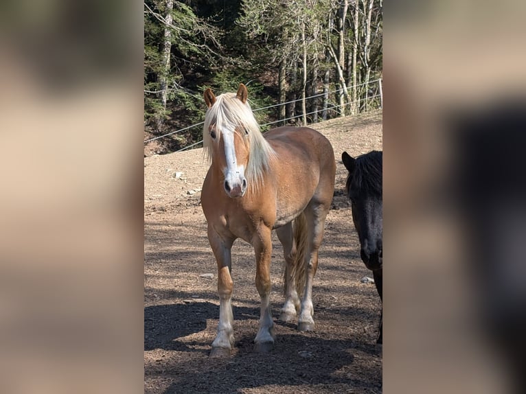 Haflinger / Avelignese Castrone 3 Anni 146 cm Sauro in Sankt Kathrein am Offenegg I.Viertel