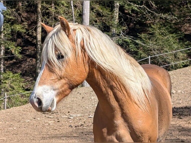 Haflinger / Avelignese Castrone 3 Anni 146 cm Sauro in Sankt Kathrein am Offenegg I.Viertel