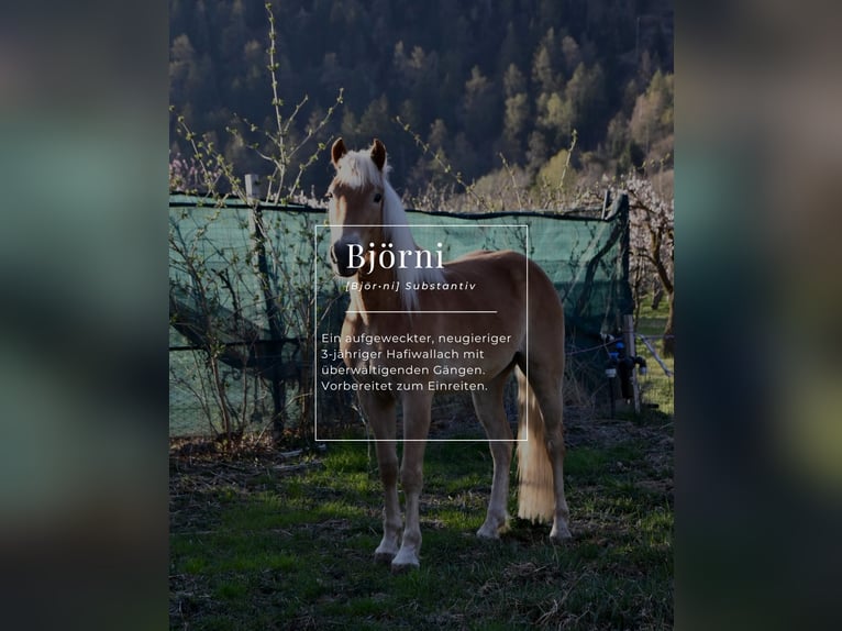 Haflinger / Avelignese Castrone 3 Anni 147 cm in Nauders