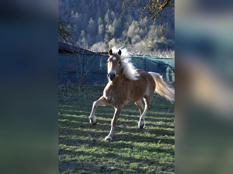 Haflinger / Avelignese Castrone 3 Anni 147 cm in Nauders