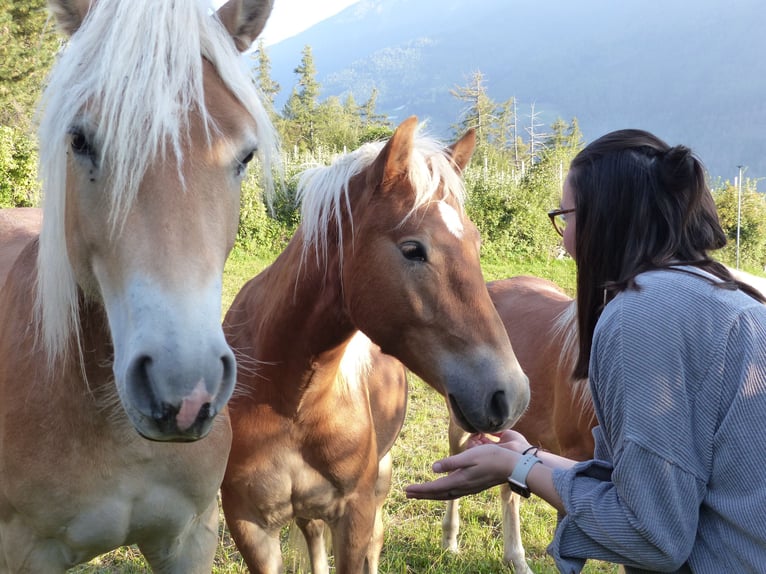 Haflinger / Avelignese Castrone 3 Anni 147 cm in Nauders