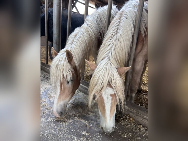 Haflinger / Avelignese Castrone 3 Anni 147 cm  in NeresheimNeresheim