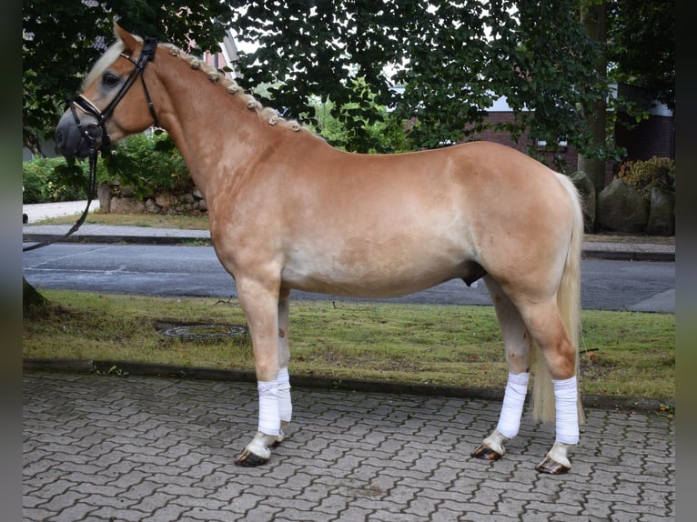 Haflinger / Avelignese Castrone 3 Anni 148 cm Palomino in Fredenbeck