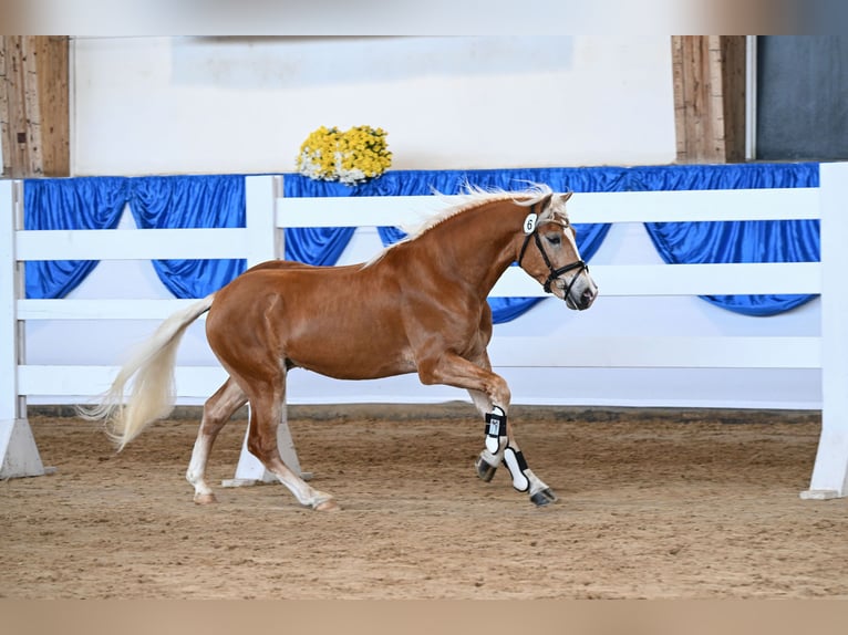 Haflinger / Avelignese Castrone 3 Anni 148 cm Sauro in Mammendorf