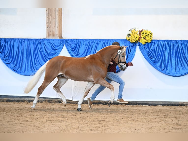 Haflinger / Avelignese Castrone 3 Anni 148 cm Sauro in Mammendorf