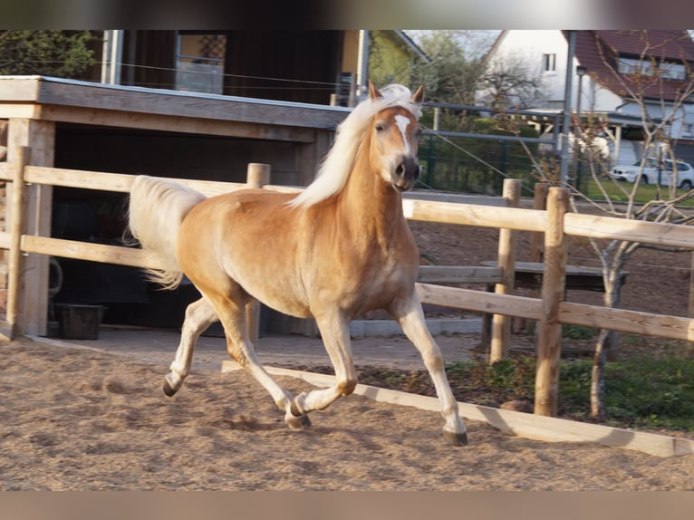 Haflinger / Avelignese Castrone 3 Anni 148 cm Sauro in Engelsbrand
