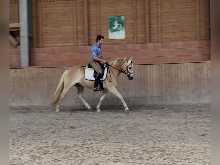 Haflinger / Avelignese Castrone 3 Anni 148 cm Sauro in Engelsbrand