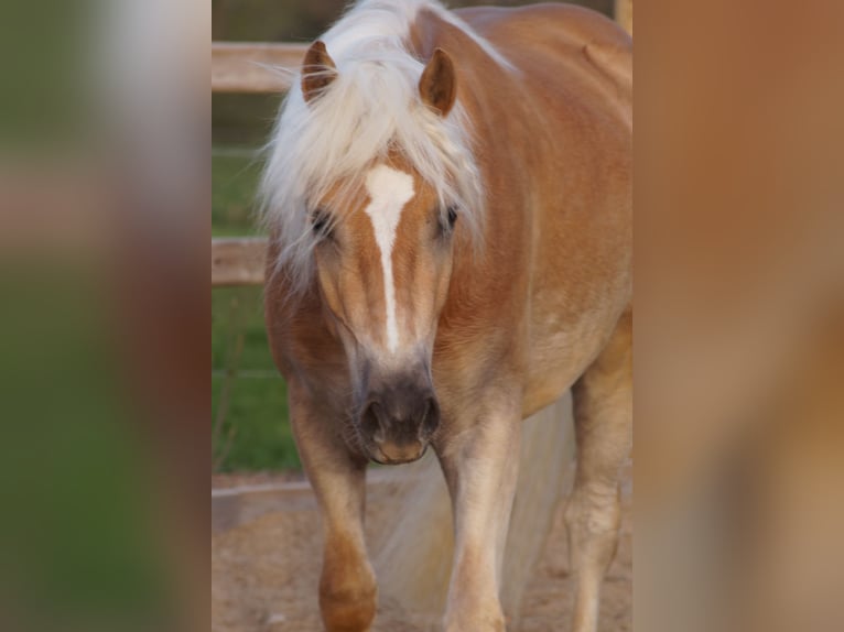 Haflinger / Avelignese Castrone 3 Anni 148 cm Sauro in Engelsbrand