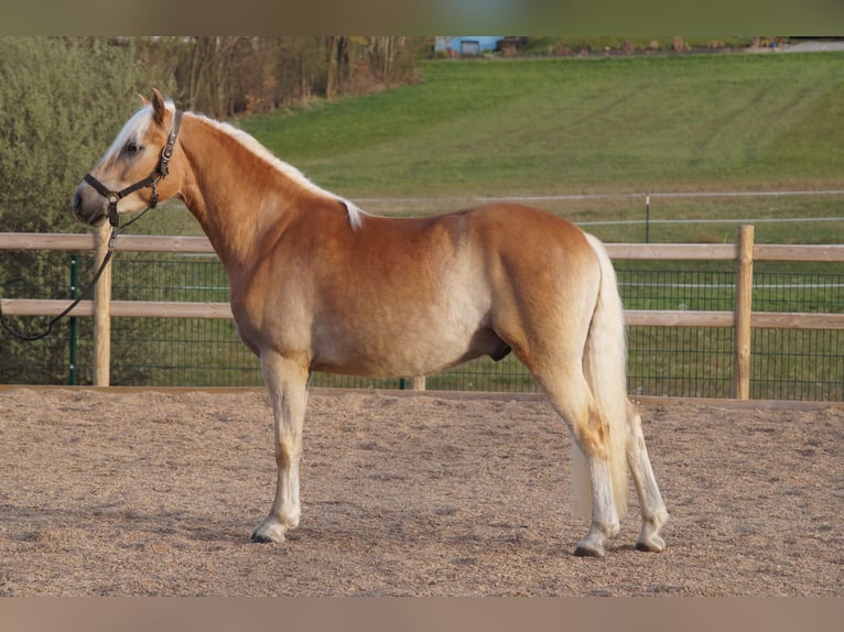 Haflinger / Avelignese Castrone 3 Anni 148 cm Sauro in Engelsbrand