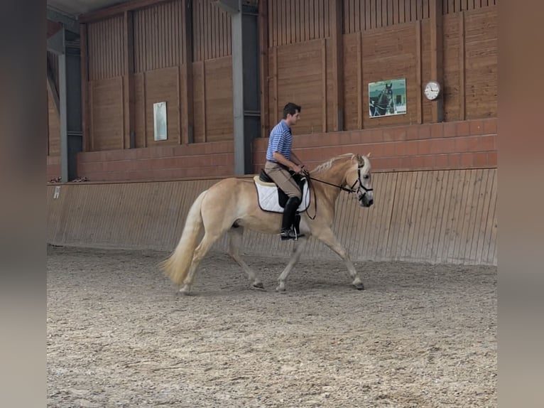 Haflinger / Avelignese Castrone 3 Anni 148 cm Sauro in Engelsbrand