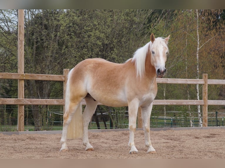 Haflinger / Avelignese Castrone 3 Anni 148 cm Sauro in Engelsbrand