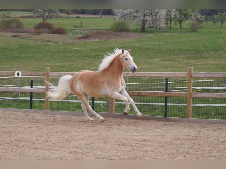 Haflinger / Avelignese Castrone 3 Anni 148 cm Sauro in Engelsbrand