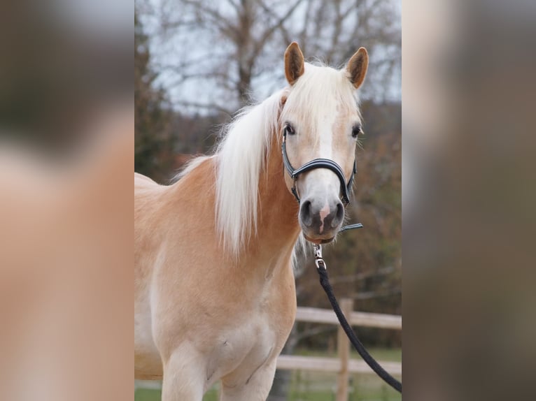 Haflinger / Avelignese Castrone 3 Anni 148 cm Sauro in Engelsbrand