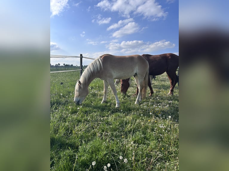 Haflinger / Avelignese Castrone 3 Anni 148 cm Sauro in Neresheim