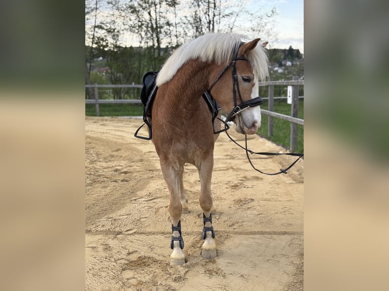 Haflinger / Avelignese Castrone 3 Anni 148 cm Sauro in Steinakirchen