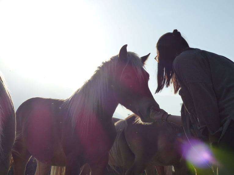 Haflinger / Avelignese Castrone 3 Anni 149 cm in Nauders