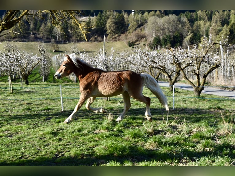 Haflinger / Avelignese Castrone 3 Anni 149 cm in Nauders