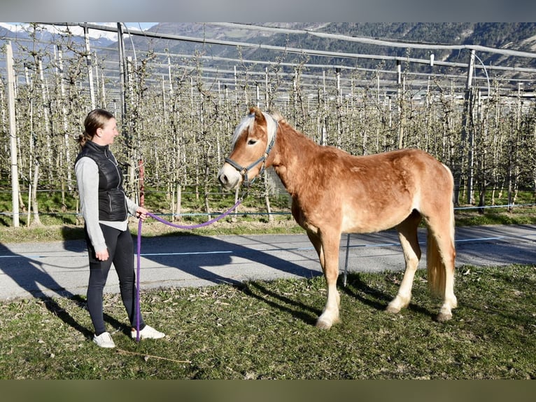 Haflinger / Avelignese Castrone 3 Anni 149 cm in Nauders