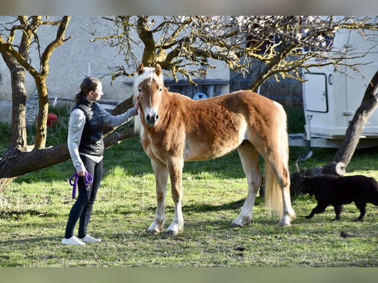 Haflinger / Avelignese Castrone 3 Anni 149 cm in Nauders