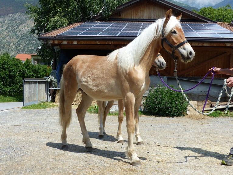 Haflinger / Avelignese Castrone 3 Anni 149 cm in Nauders