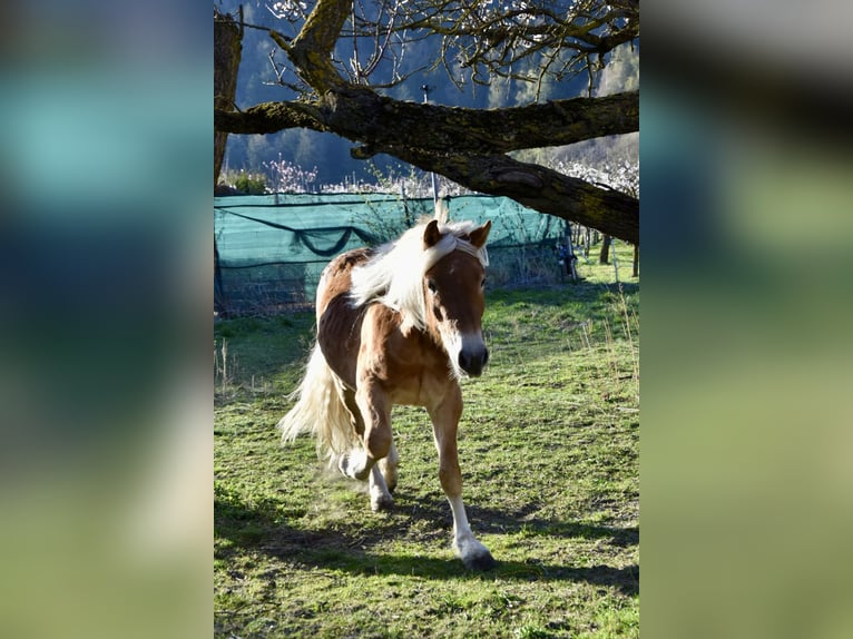 Haflinger / Avelignese Castrone 3 Anni 149 cm in Nauders