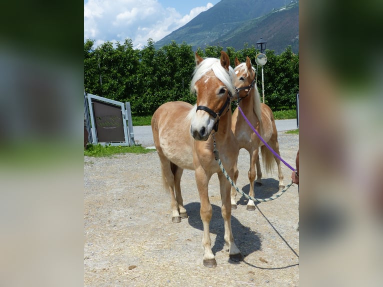 Haflinger / Avelignese Castrone 3 Anni 149 cm in Nauders