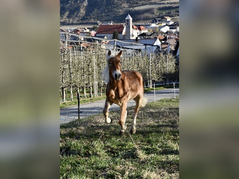 Haflinger / Avelignese Castrone 3 Anni 149 cm in Nauders