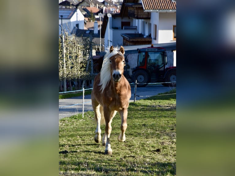 Haflinger / Avelignese Castrone 3 Anni 149 cm in Nauders