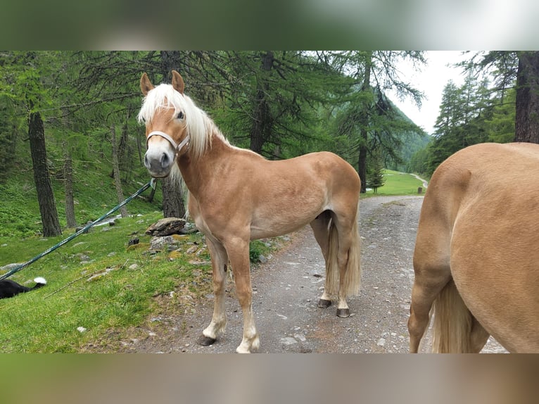 Haflinger / Avelignese Castrone 3 Anni 149 cm in Nauders