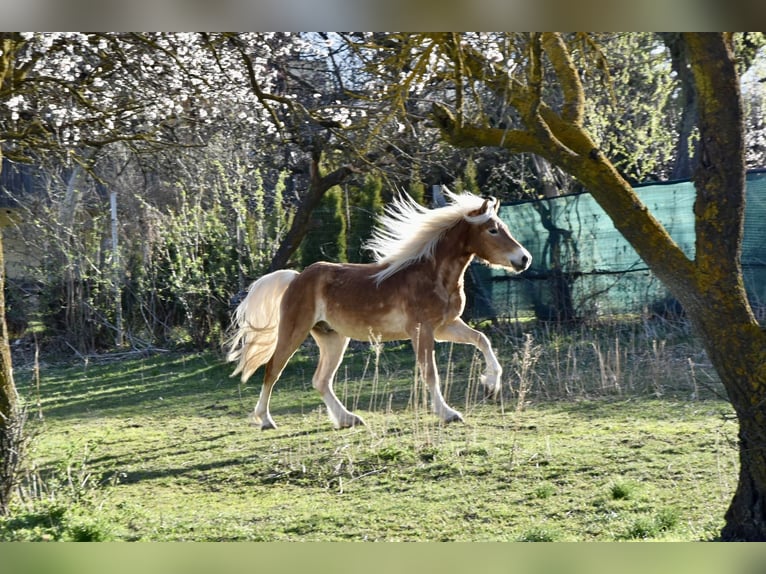 Haflinger / Avelignese Castrone 3 Anni 149 cm in Nauders