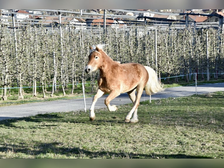Haflinger / Avelignese Castrone 3 Anni 149 cm in Nauders