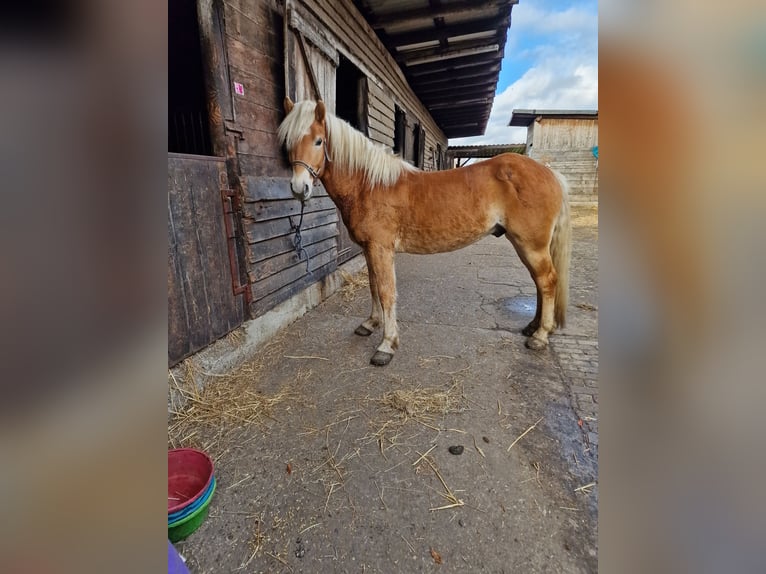 Haflinger / Avelignese Castrone 3 Anni 150 cm in Dülmen