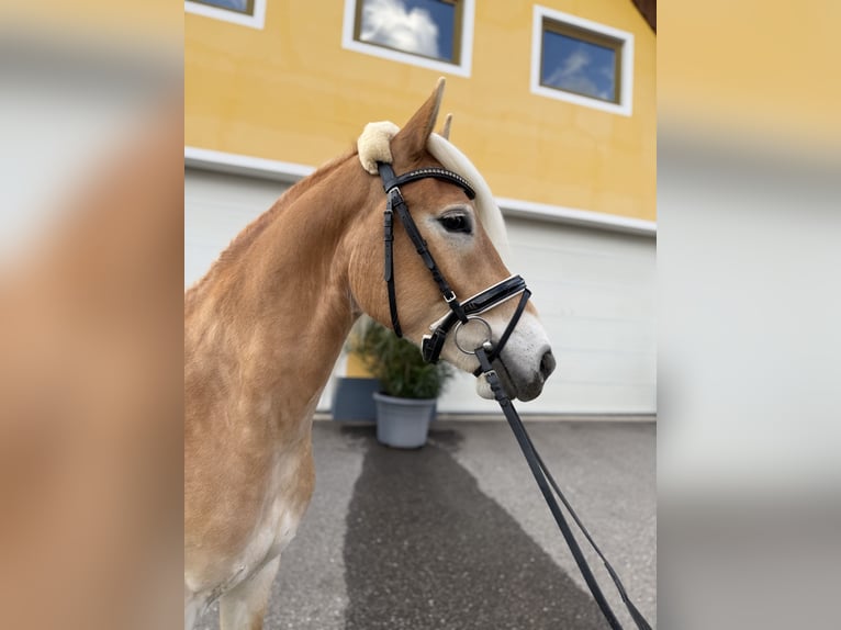 Haflinger / Avelignese Castrone 3 Anni 150 cm in LindSpielberg