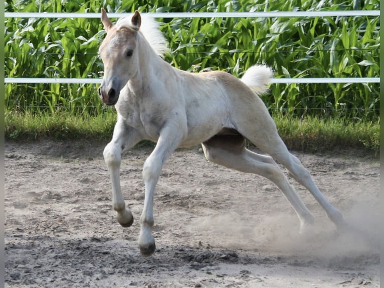 Haflinger / Avelignese Castrone 3 Anni 150 cm Sauro in Rösrath