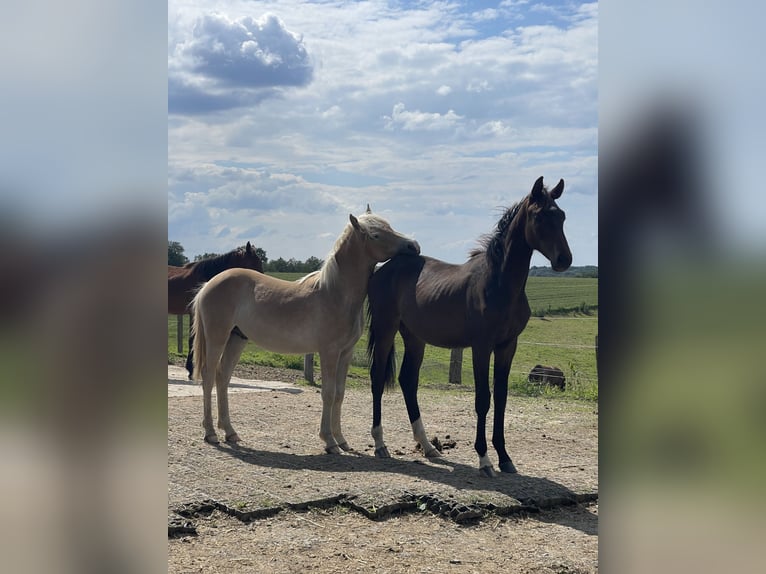 Haflinger / Avelignese Castrone 3 Anni 150 cm Sauro in Rösrath