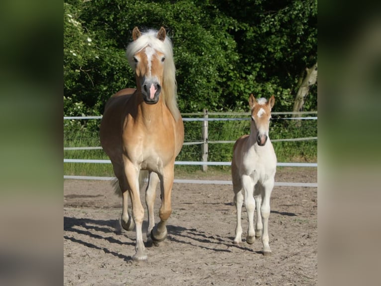 Haflinger / Avelignese Castrone 3 Anni 150 cm Sauro in Rösrath