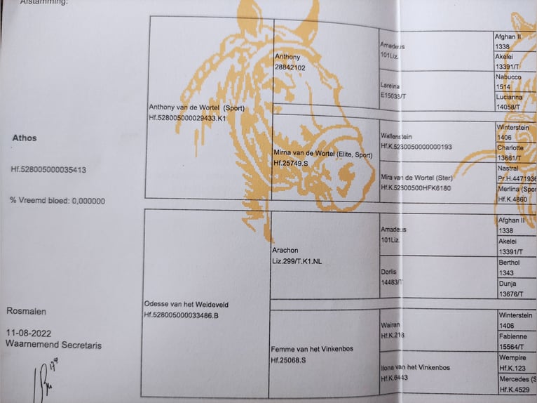 Haflinger / Avelignese Castrone 3 Anni 150 cm Sauro in Well L