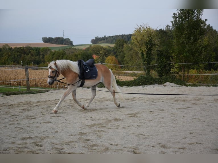 Haflinger / Avelignese Castrone 3 Anni 150 cm Sauro in Ried im Innkreis