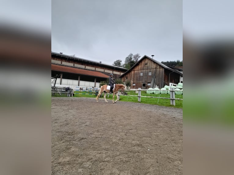 Haflinger / Avelignese Castrone 3 Anni 150 cm Sauro in Fischen