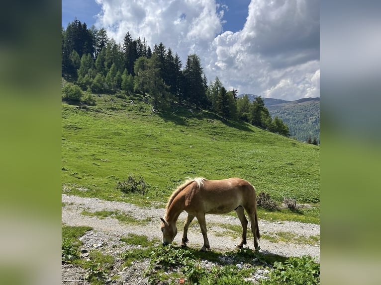 Haflinger / Avelignese Castrone 3 Anni 150 cm Sauro in Schönberg im Stubaital