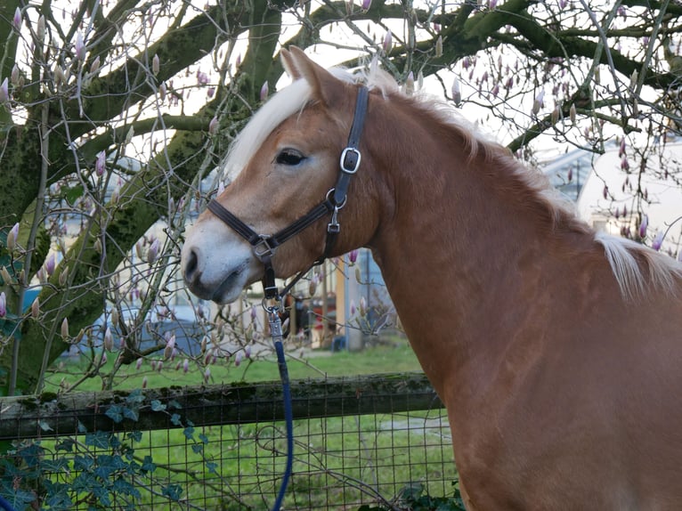 Haflinger / Avelignese Castrone 3 Anni 152 cm  in Dorsten