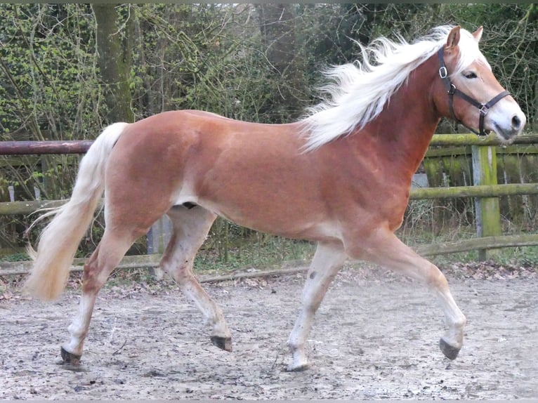 Haflinger / Avelignese Castrone 3 Anni 152 cm  in Dorsten