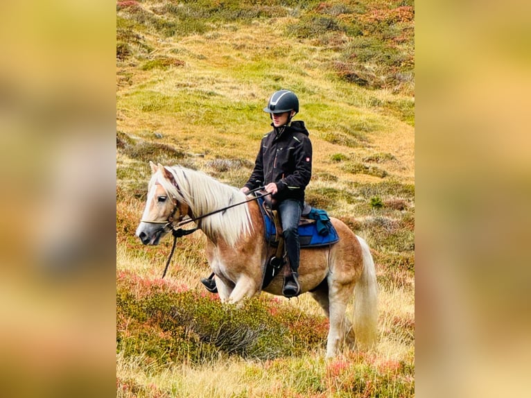 Haflinger / Avelignese Castrone 3 Anni 152 cm in Ridnaun S&#xFC;dtirol