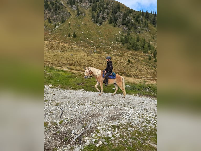 Haflinger / Avelignese Castrone 3 Anni 152 cm in Ridnaun S&#xFC;dtirol