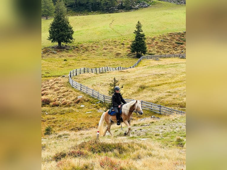 Haflinger / Avelignese Castrone 3 Anni 152 cm in Ridnaun S&#xFC;dtirol