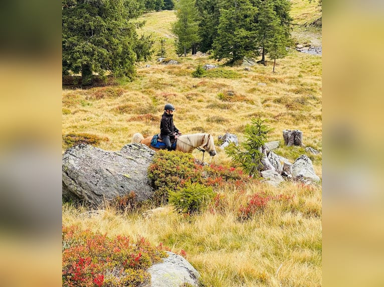Haflinger / Avelignese Castrone 3 Anni 152 cm in Ridnaun S&#xFC;dtirol