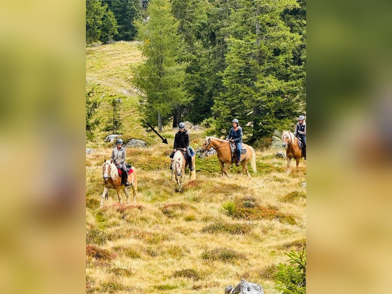 Haflinger / Avelignese Castrone 3 Anni 152 cm in Ridnaun S&#xFC;dtirol