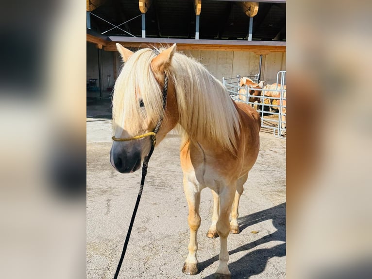 Haflinger / Avelignese Castrone 3 Anni 152 cm in Ridnaun S&#xFC;dtirol